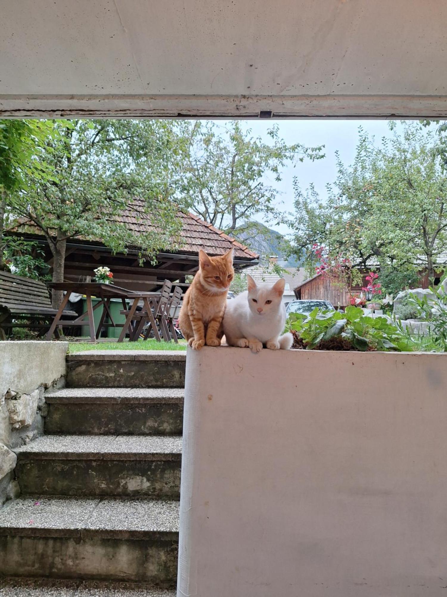 Apartmaji Marinka Hodnik
